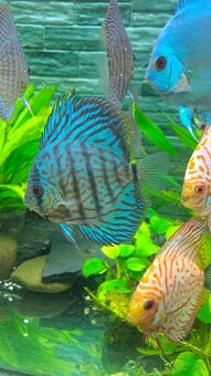 Discus - 16
