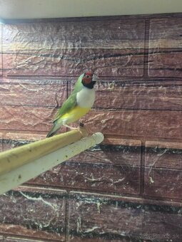 Amadina Gouldova - drobotina - 16