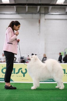 Samojed s PP - psík - 16