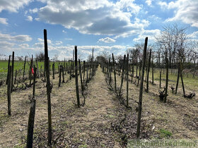 Starostlivo obrábaná záhrada s vinicou na priestrannom p - 16