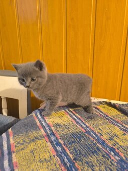 Britská modrá mačička - 16