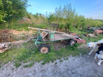 Pluh trojak trojhlavý - 16