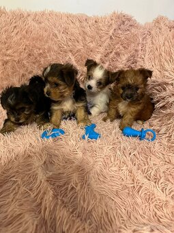 Yorkshirsky termín - 16