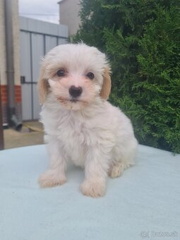 Maltipoo - 16