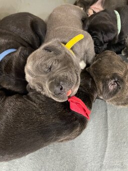 Cane Corso šteniatka - 16
