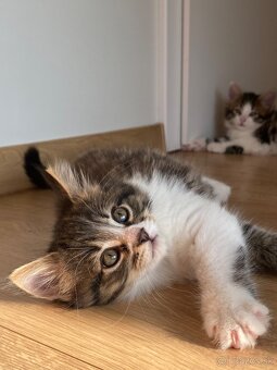 mačiatka Maine Coon/Nórska lesná + veľký domáci kocúr - 16