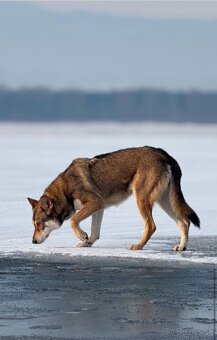 Saarloosov vlčiak - 16