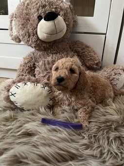 Goldendoodle F2 - 16