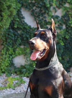 Doberman chovný pes - na krytie - 16