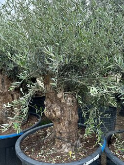 Predám Olivy Bonsai - 16