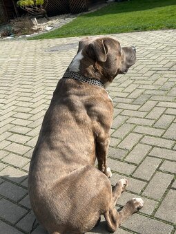 Šteniatka Americký stafordšírský teriér, staford, staffy - 16