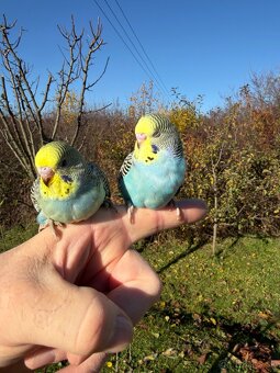 Andulka Maznačik krotká - 16