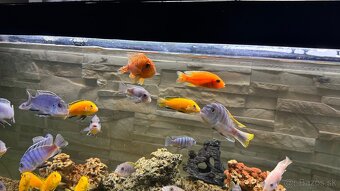 Africke cichlidy - 16