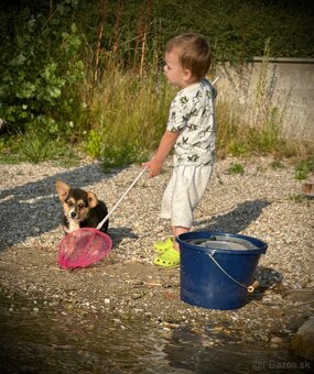 Welsh Corgi Pembroke - 16