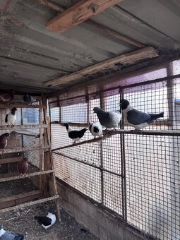 Holuby na predaj - 16