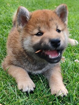 Shiba inu psýky s PP - 16