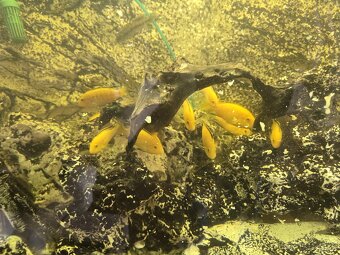 Komplet Aquarium Aquatlantis 420L - 16