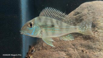 Americké cichlidy - 16