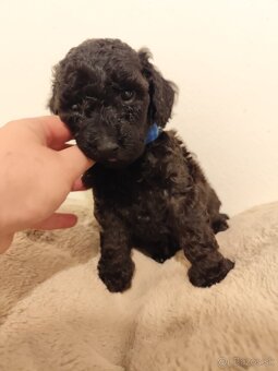 Pudel trpasličí - 16