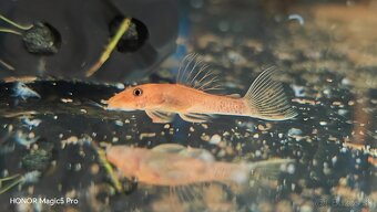 Akvariové ryby (raritky) k odberu - 16