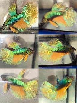 Betta Splendens - Bojovnica Pestrá. - 16