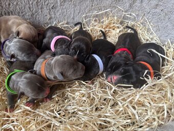 Americký stafordsirsky terier, Stafford, amstaf - 16