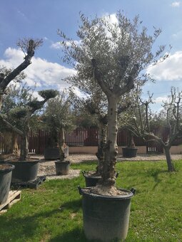 Olivovník bonsai - 16