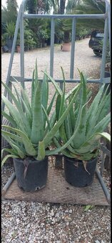 Stredomorské rastliny a palmy - 16