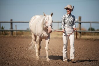 Ponúkam pripúštanie Cremello AQH žrebcom - 16
