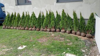 Tuja Smaragd, vavrínovec, červienka - Liptovský Mikuláš - 16