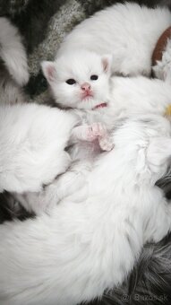 Maine coon Mainska myvalia mačka mačiatka - 16