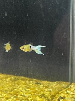 Gupky | Endlerky | Živorodky (NR) - 16