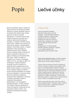 Sibírsky Céder - Pinus Sibirica - Borovica Sibírska sadenice - 16