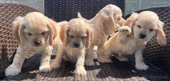 Americky Kokerspaniel-steniatka - 16