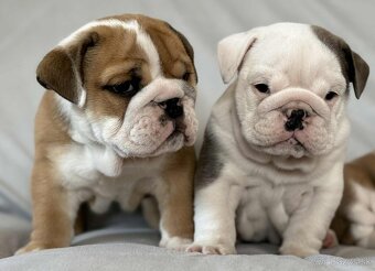 Anglicky Bulldog-steniatka - 16
