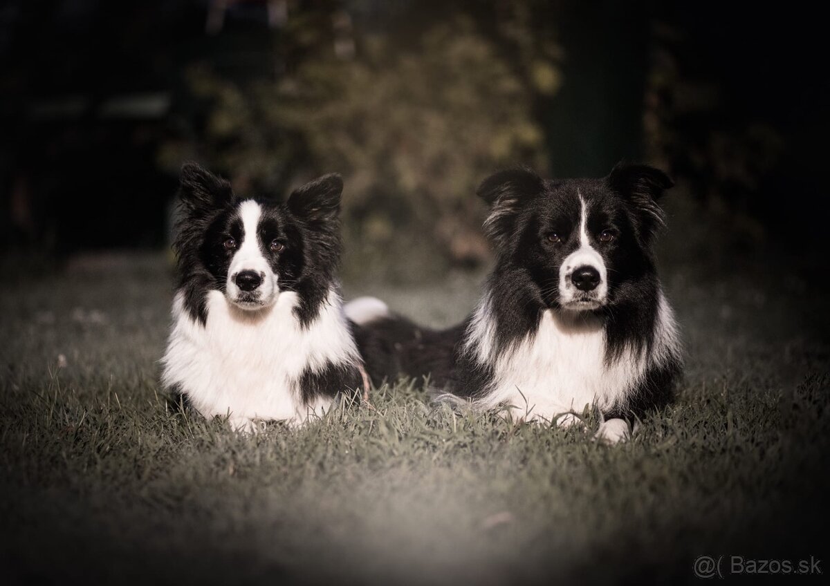 Border Kólia s PP - plánovaný vrh - šteniatka - 17