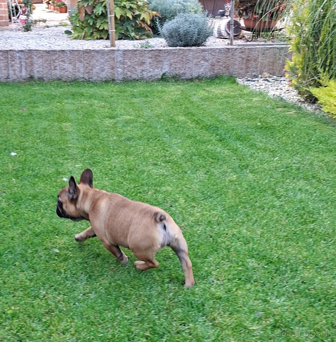 Francouzsky buldoček s PP - sučky - 17