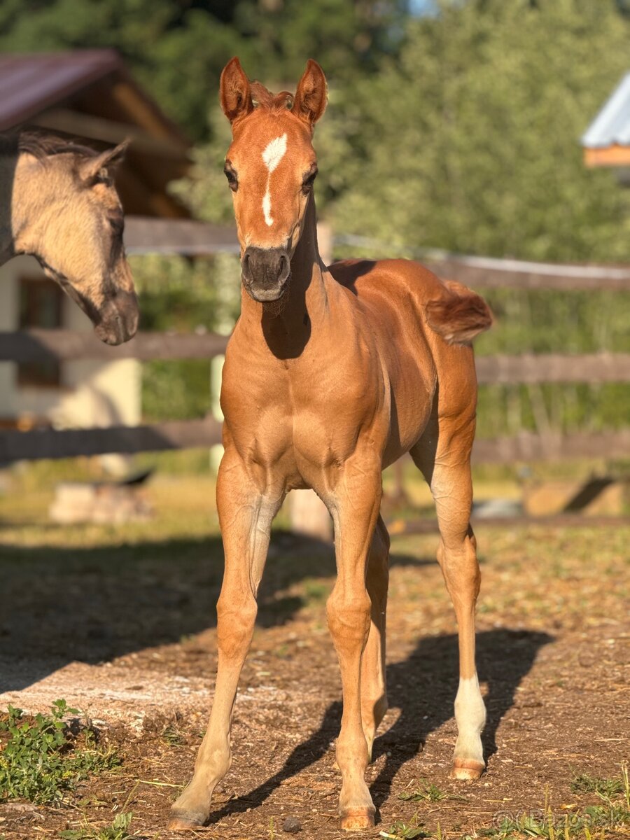 APH SORREL ŽREBČEK NA PREDAJ - 17