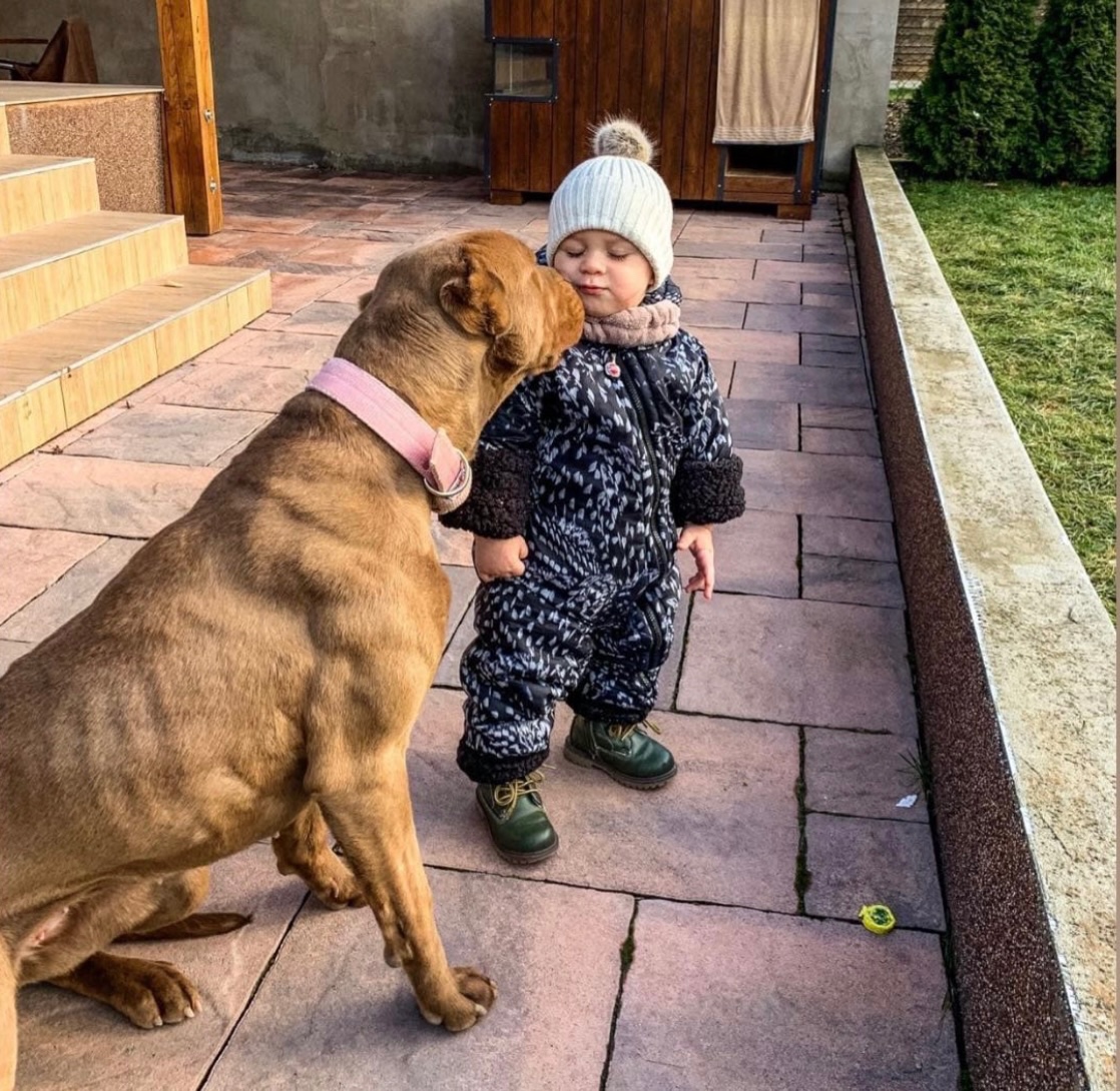 Bandog, cane corso, presa, doga, pitbull - 17