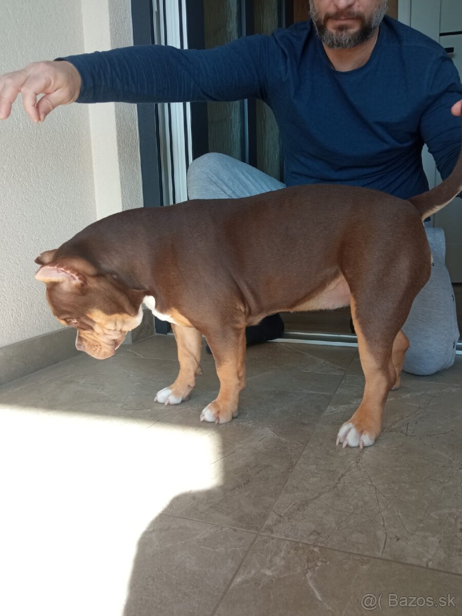 American bully Pocket / Standard s PP - 17