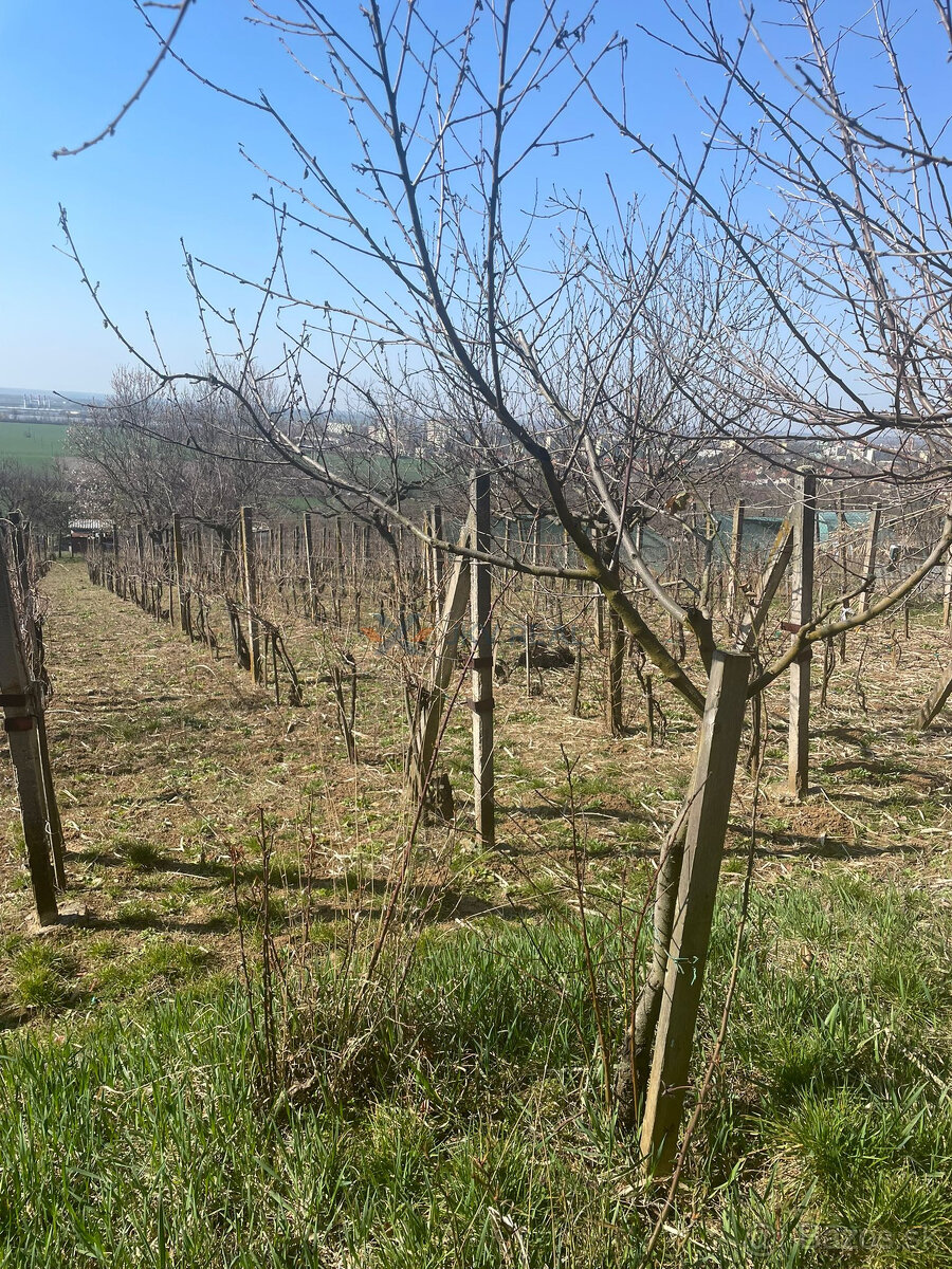 Viničný dom v Leviciach - 17