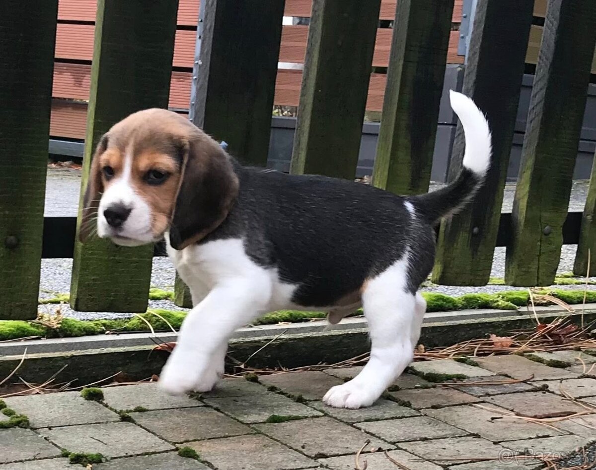Bígel Beagle Bigl s PP FCI - 17