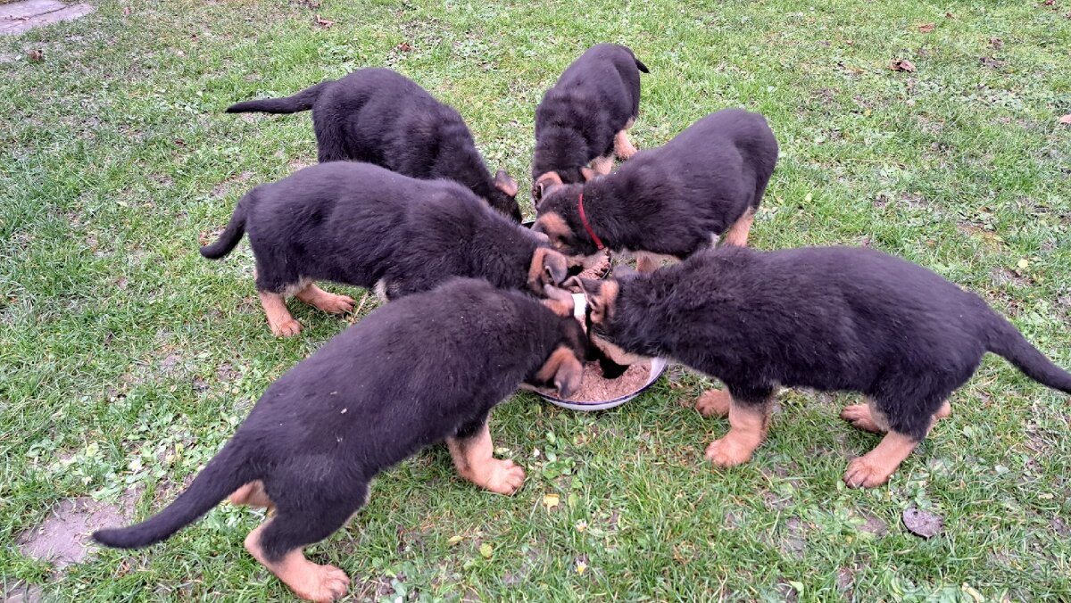 Nemecký ovčiak - šteniatka - 17