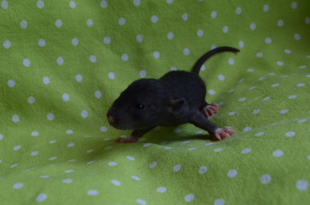 Potkaníky s rodokmeňom - rezervácie - 17