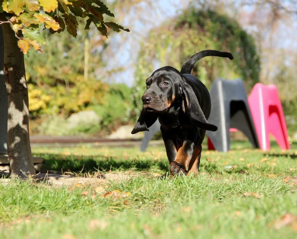 Americký mývalí pes- Black and Tan Coonhound - 17