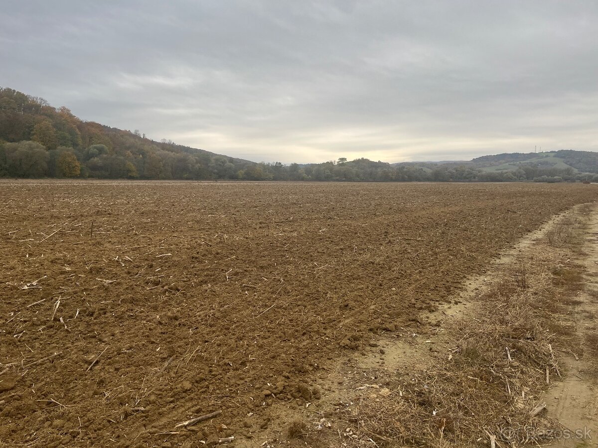 Domáci dedov -Ruský cesnak paličiak fialovy - 17