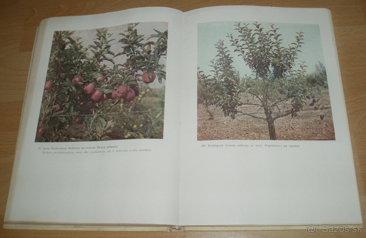 Štepenie, očkovanie a preštepovanie drevín - 17