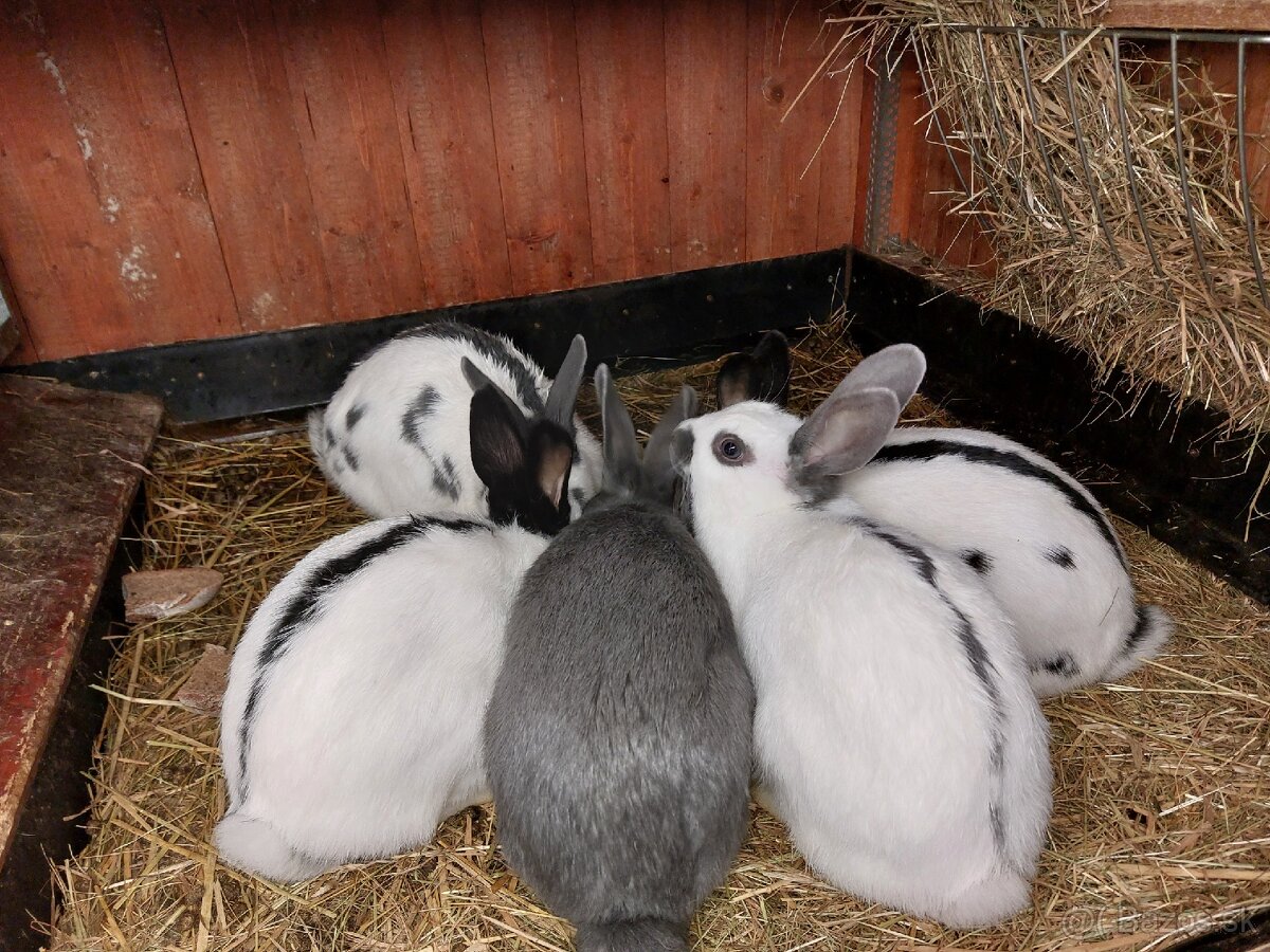 Králiky do chovu - 17