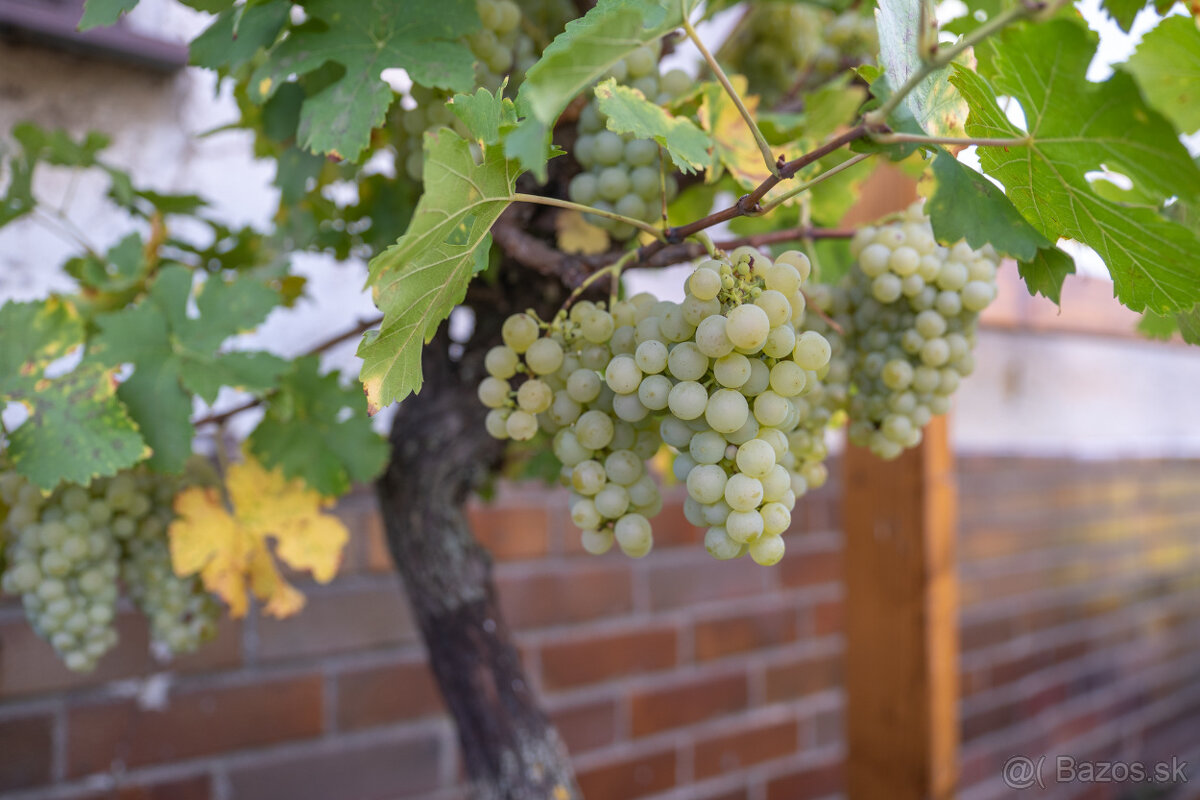 Starý vinič v kvetináči - 17