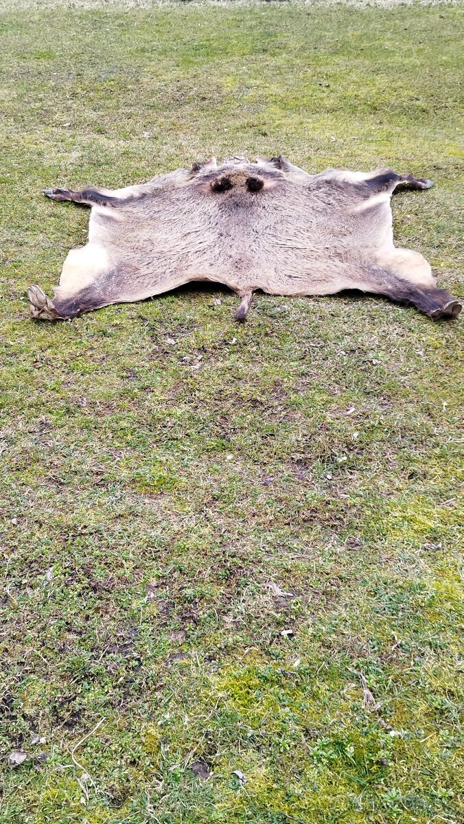 Predám vypracovanu kožu zlatého diviaka parožie zhody trofej - 17